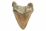 Serrated, Fossil Megalodon Tooth - Indonesia #225761-2